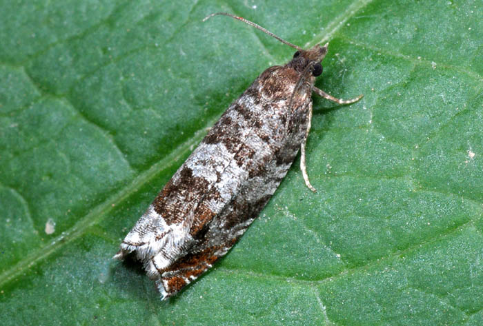 Tortricidae N� 73: Ancylis achatana